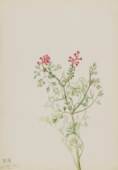 无题--植物研究，1922年。 作者 玛丽·沃克斯·沃尔科特