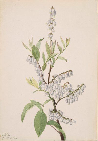 无题--植物研究，1923年。 作者 玛丽·沃克斯·沃尔科特