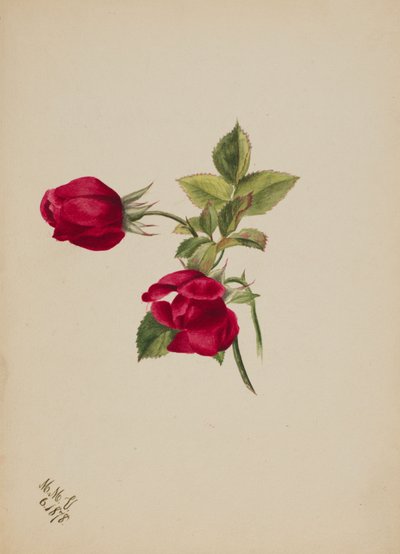 无题--玫瑰，1878年。 作者 玛丽·沃克斯·沃尔科特
