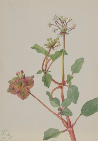 无题 (Tripterocalyx pedunculatus) 作者 玛丽·沃克斯·沃尔科特