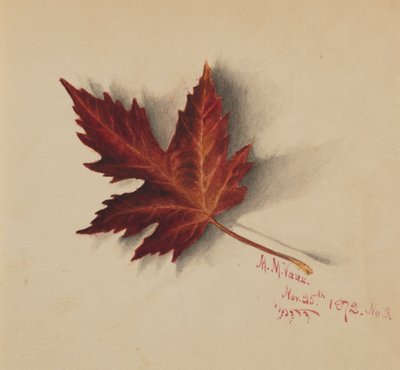 无题秋叶，1872年。 作者 玛丽·沃克斯·沃尔科特