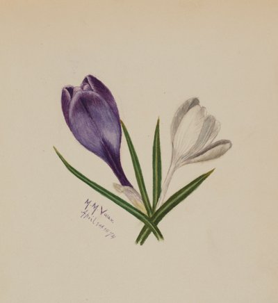 无标题的Crocuses，1874年。 作者 玛丽·沃克斯·沃尔科特