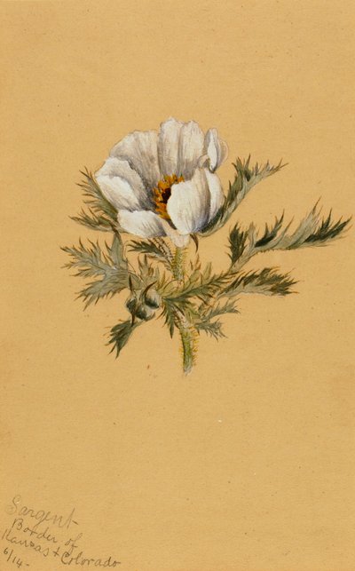 无题花卉研究》，1883年。 作者 玛丽·沃克斯·沃尔科特
