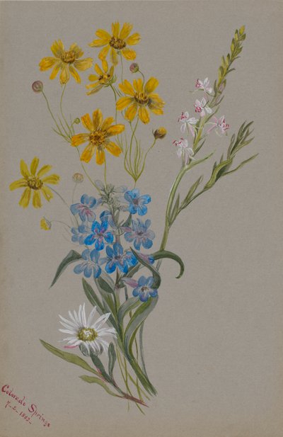 无题，群花，1883年。 作者 玛丽·沃克斯·沃尔科特