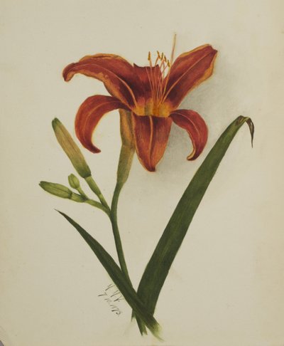 无题百合，1875年。 作者 玛丽·沃克斯·沃尔科特