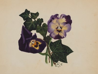无题三色堇和常春藤，1876年。 作者 玛丽·沃克斯·沃尔科特