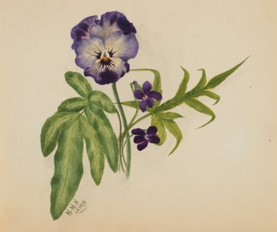 无题三色堇，1876年。 作者 玛丽·沃克斯·沃尔科特