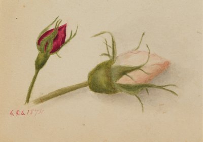 无题玫瑰花蕾，1874年。 作者 玛丽·沃克斯·沃尔科特