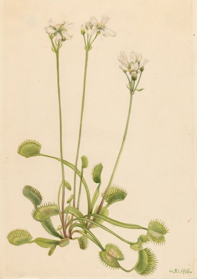 Venus Flytrap Dionaea muscipula, 1918. 作者 玛丽·沃克斯·沃尔科特
