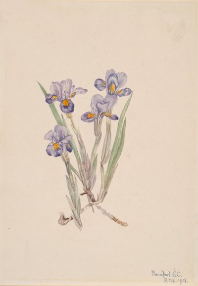 长春花 Iris verna, 1918. 作者 玛丽·沃克斯·沃尔科特