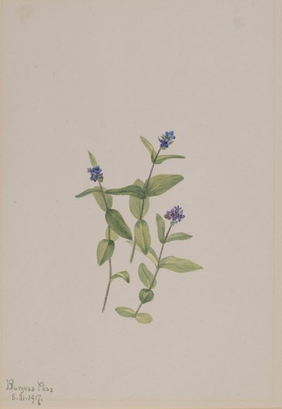 Veronica wormskjoldii, 1917. 作者 玛丽·沃克斯·沃尔科特