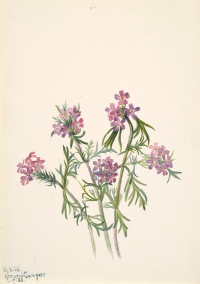 马鞭草 Verbena wrightii, 1938. 作者 玛丽·沃克斯·沃尔科特
