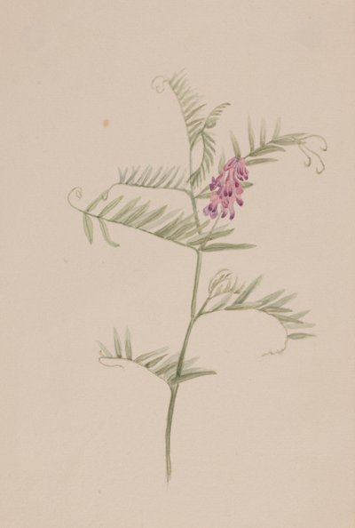 Vicia americana 作者 玛丽·沃克斯·沃尔科特