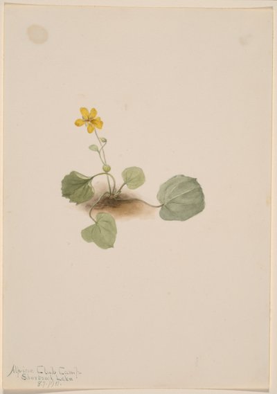Viola orbiculata 作者 玛丽·沃克斯·沃尔科特