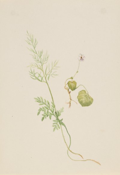 Viola palustris, ca.1917-1918. 作者 玛丽·沃克斯·沃尔科特