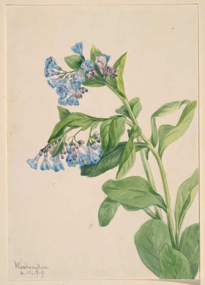 弗吉尼亚蓝铃花（Mertensia virginica） 作者 玛丽·沃克斯·沃尔科特