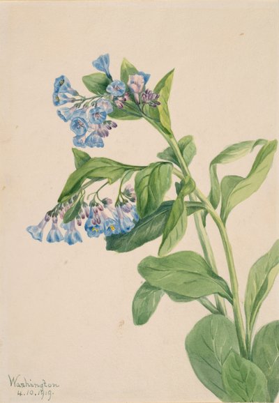 Virginia Bluebells Mertensia virginica, 1919. 作者 玛丽·沃克斯·沃尔科特