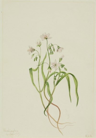 弗吉尼亚春美人（Claytonia virginica） 作者 玛丽·沃克斯·沃尔科特
