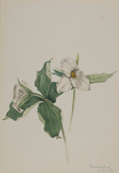 Wake-Robin Trillium grandiflorum，1918。 作者 玛丽·沃克斯·沃尔科特
