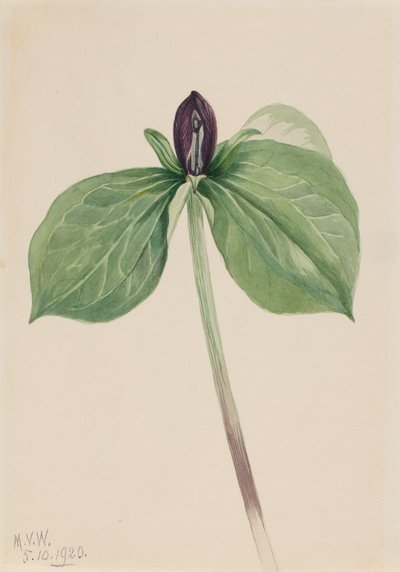 Wake-Robin Trillium sessile, 1920. 作者 玛丽·沃克斯·沃尔科特