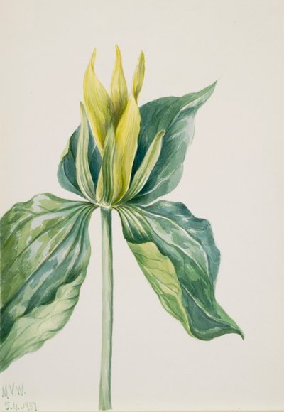 Wake-Robin Trillium underwoodii, 1937. 作者 玛丽·沃克斯·沃尔科特