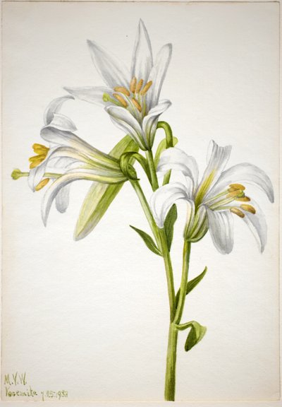 华盛顿百合（Lilium washingtonianum） 作者 玛丽·沃克斯·沃尔科特