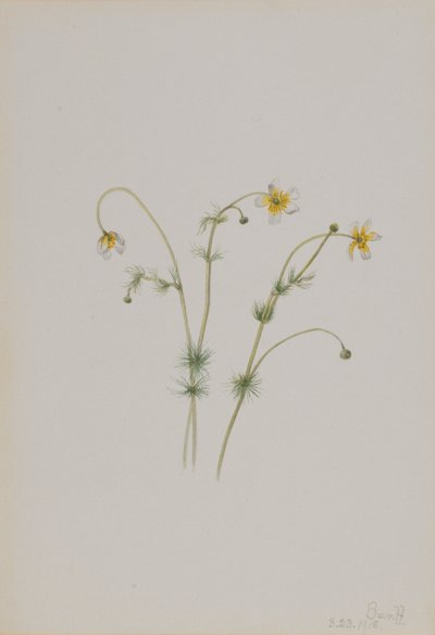 水鸦脚（Batrachium trichophyllum） 作者 玛丽·沃克斯·沃尔科特