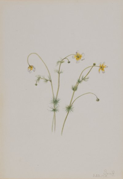 Water Crowfoot Batrachium trichophyllum, 1918. 作者 玛丽·沃克斯·沃尔科特