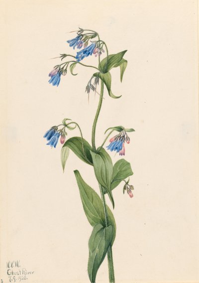 西部蓝铃花（Mertensia paniculata） 作者 玛丽·沃克斯·沃尔科特