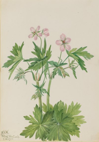Western Cranesbill Geranium viscosissimum, 1925. 作者 玛丽·沃克斯·沃尔科特