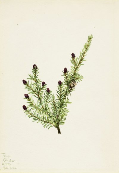 西洋铁杉（Tsuga heterophylla） 作者 玛丽·沃克斯·沃尔科特