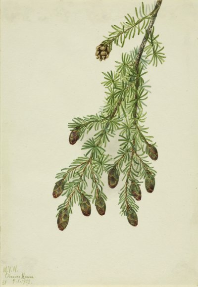Western Hemlock Tsuga heterophylla, 1923. 作者 玛丽·沃克斯·沃尔科特