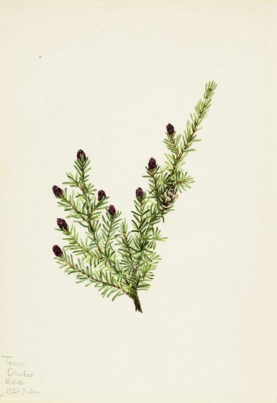Western Hemlock Tsuga heterophylla, 1924. 作者 玛丽·沃克斯·沃尔科特