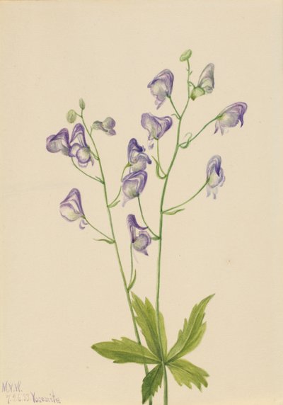 Western Monkshood Aconitum columbianum, 1933. 作者 玛丽·沃克斯·沃尔科特