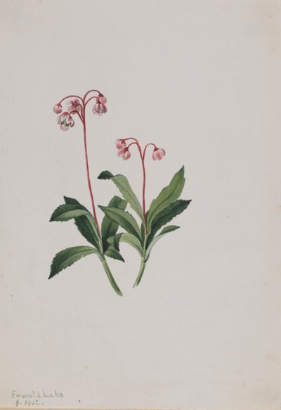 西洋琵琶（Chimaphila umbellata） 作者 玛丽·沃克斯·沃尔科特