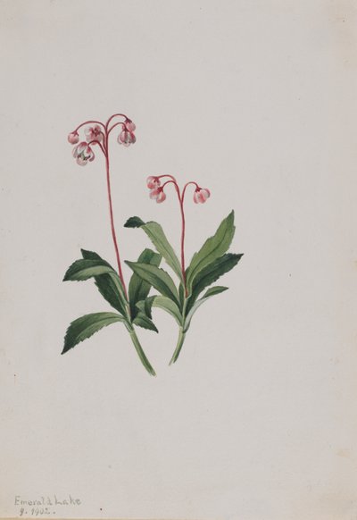 Western Pipsissewa Chimaphila umbellata, 1902. 作者 玛丽·沃克斯·沃尔科特