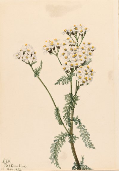 Western Yarrow Achillea lanulosa, 1922. 作者 玛丽·沃克斯·沃尔科特