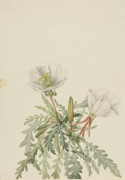 白色黎明草 Pachyloplus marginatus, n.d. 作者 玛丽·沃克斯·沃尔科特