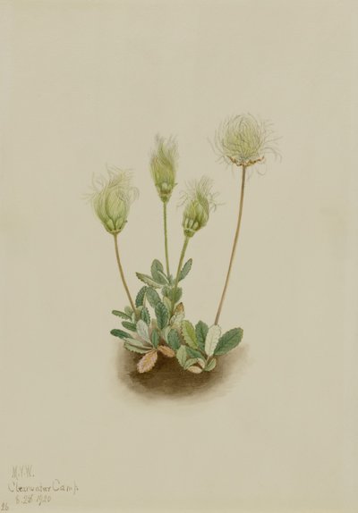 白色旱鸭子（Dryas octopetala） 作者 玛丽·沃克斯·沃尔科特