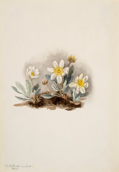 White Dryad Dryas octopetala, 1902. 作者 玛丽·沃克斯·沃尔科特