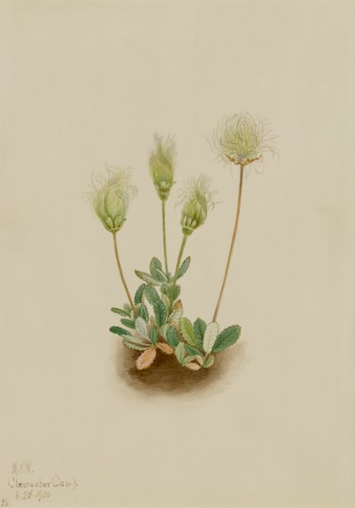White Dryad Dryas octopetala, 1920. 作者 玛丽·沃克斯·沃尔科特
