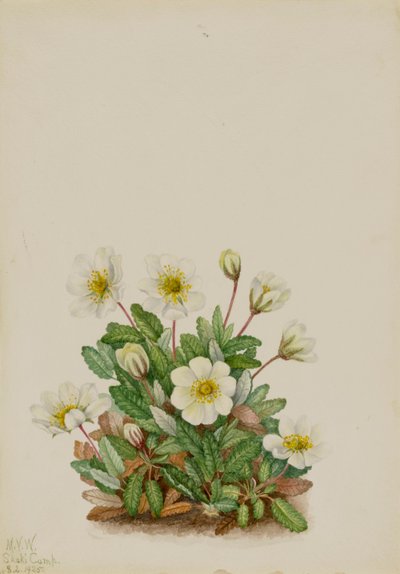 White Dryad Dryas octopetala, 1925. 作者 玛丽·沃克斯·沃尔科特