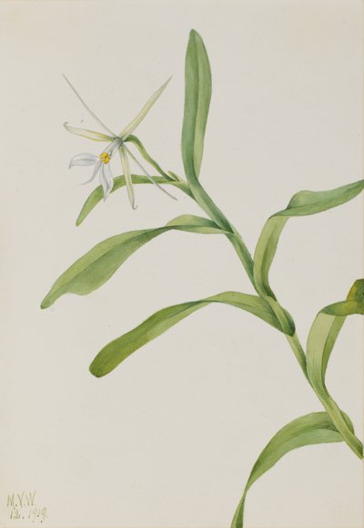 白色的Epidendrum Epidendrum nocturnum, 1919. 作者 玛丽·沃克斯·沃尔科特