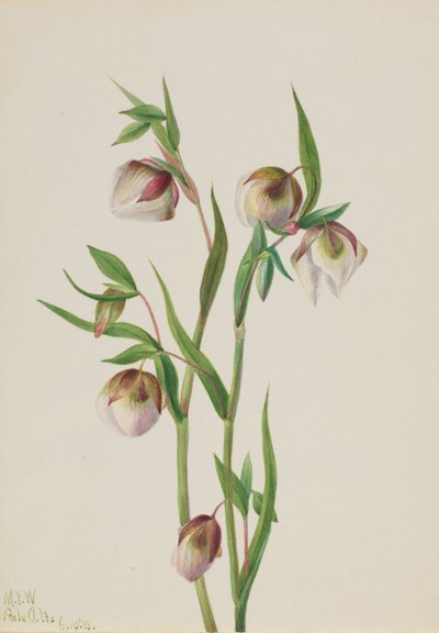 白仙灯Calochortus albus, 1933. 作者 玛丽·沃克斯·沃尔科特