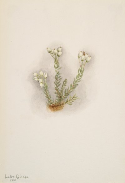 White Heather Phyllodoce grandiflora, 1901. 作者 玛丽·沃克斯·沃尔科特