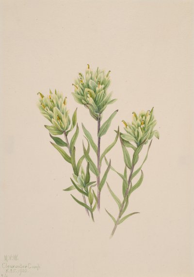 白色印度毛刷 Castilleja occidentalis, 1920. 作者 玛丽·沃克斯·沃尔科特
