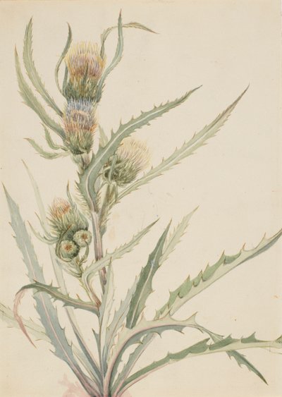 白蓟马 Cirsium hookeranum, n.d. 作者 玛丽·沃克斯·沃尔科特