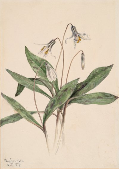 White Troutlily Erythronium albidum, 1919. 作者 玛丽·沃克斯·沃尔科特