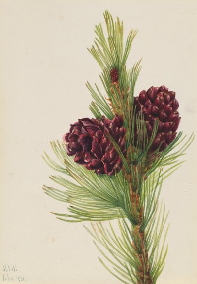 白皮松（Pinus albicaulis） 作者 玛丽·沃克斯·沃尔科特