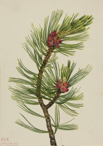白皮松（Pinus albicaulis） 作者 玛丽·沃克斯·沃尔科特